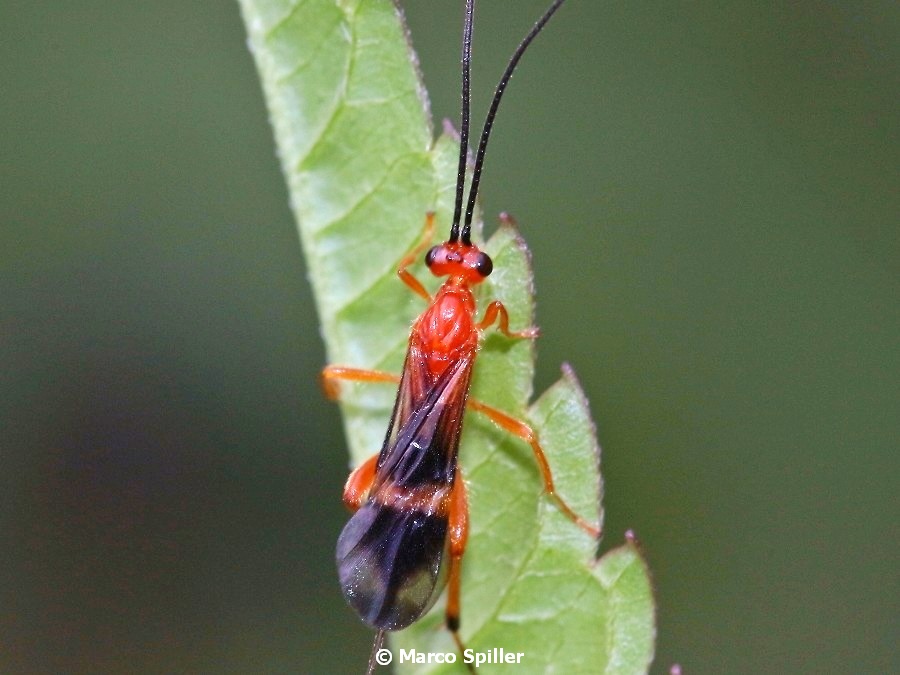 Da determinare: Braconidae